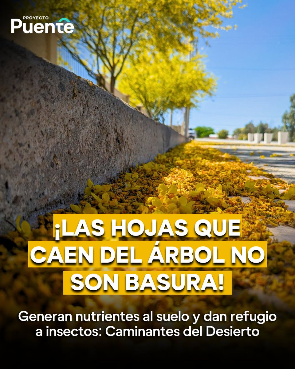 elalbertomedina's tweet photo. ¡Las hojas no son basura, son vida! 🌿  

Estos 'acolchados naturales' generan nutrientes, protegen el suelo y sirven como hábitat para insectos 🐜🌱  

🌳 Beneficios de las hojas en el suelo:
✅ Mejoran la fertilidad del suelo
✅ Ayudan a los insectos a regenerar un ecosistema saludable
✅ Combaten el calor en las ciudades

@mullermx, activista ambiental de @CDDesierto  en #Hermosillo, nos comenta que ya se están tomando acciones en la ciudad para aplicar estas prácticas, pero aún falta generar más conciencia...