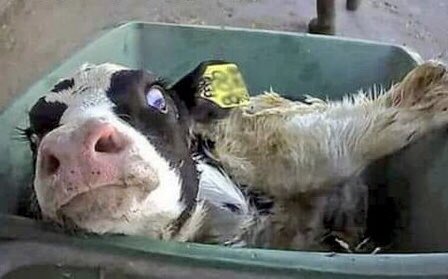 If you’re a big fan of sexual violence, violent exploitation, baby snatching, forced familial separation, infanticide and infant sustenance theft, then you’re going to love Dairy. 

*Brought to you with the aid of loopholes in bestiality and cruelty laws by merciless profiteers.