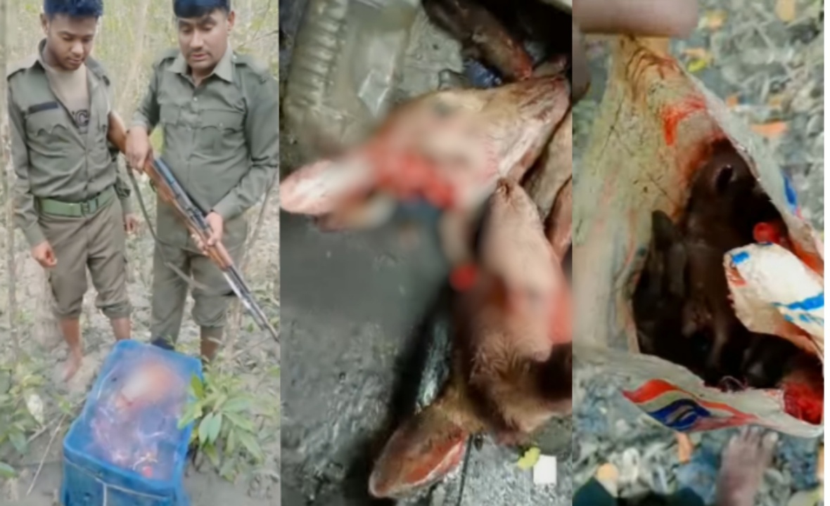 সুন্দরবনের ঘাগরামারী এলাকা থেকে ৩০ কেজি হরিণের মাংস জব্দ