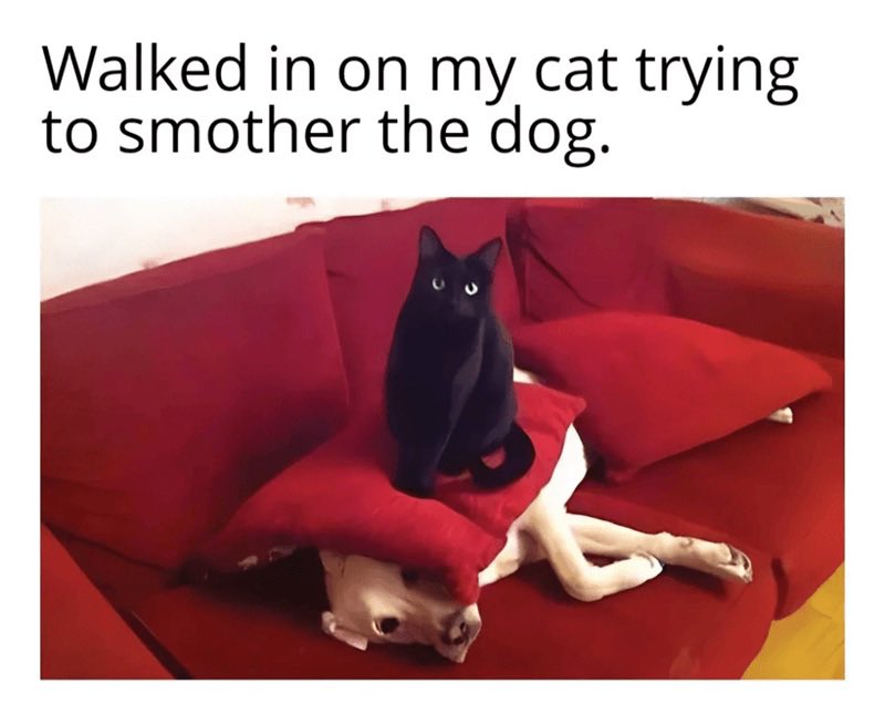 #catlovers <a href="/Photini1967/">Jessie’s Girl</a> <a href="/TaraWilcoxon/">Tara 🌻💗✌🏻🏳️‍🌈🇺🇸🇺🇦🏳️‍⚧️💙</a> <a href="/therealSIR3/">𝕬𝖚𝖙𝖍𝖔𝖗 𝕾𝕴𝕽3</a> <a href="/jameshealyjr/">jameshealyjr</a>