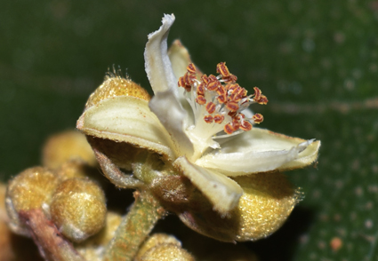 Phytotaxa's tweet image. Novelties on Vasivaea Baill. (#Malvaceae, Grewioideae, Grewieae) for the Colombian florab 
phytotaxa.mapress.com/pt/article/vie… 
#Taxonomy