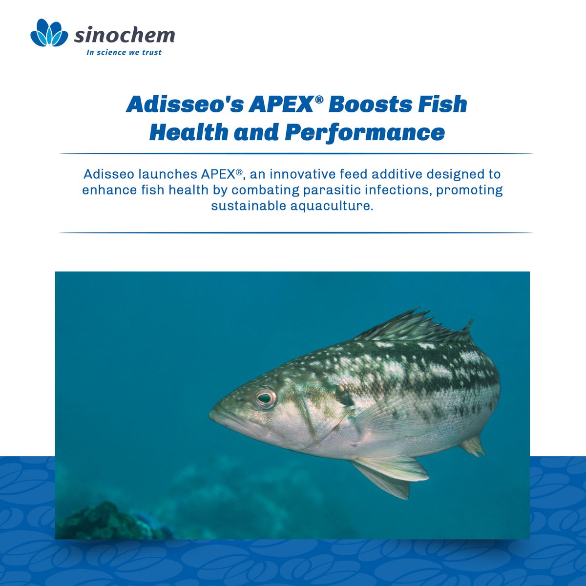 SinochemNews's tweet photo. #GoodProductsinSinochem
@Adisseo, a subsidiary of Sinochem Holdings, has introduced APEX® to support sustainable aquaculture. This innovative feed additive combats parasites by reducing chronic infection effects, lowering mortality rates, and boosting fish immunity, ultimately promoting the healthy growth of fish.