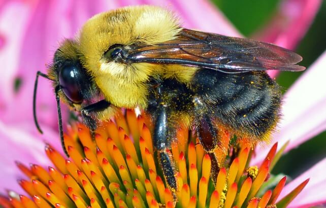 ellieremedycare's tweet image. Unlike honeybees, howtogettingridofbees.com/do-bumblebees-… bumble bees don’t store honey in large quantities. Learn about their unique behavior and why they focus on pollen instead.
#BumbleBees #BeeBehavior #HoneyProduction #bees