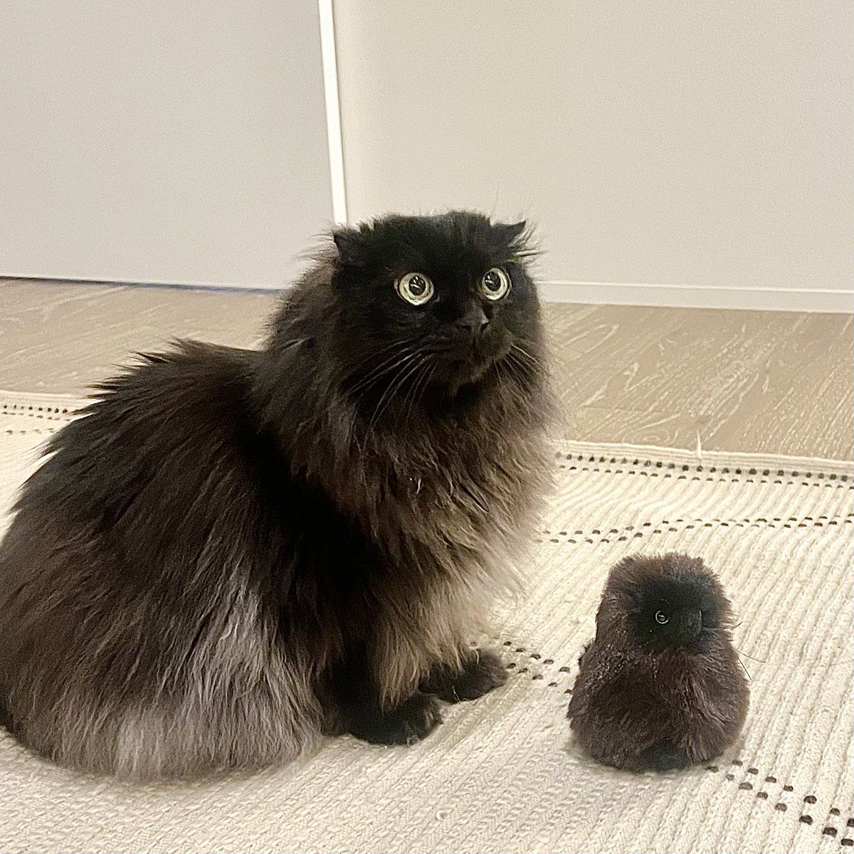 necosan__cat's tweet photo. キーホルダーになったねこさんは、こちらで販売中🦉売上の一部は動物保護団体に寄付されます🧸
https://t.co/cJYfXLrW62 https://t.co/FKKgCGhMWT