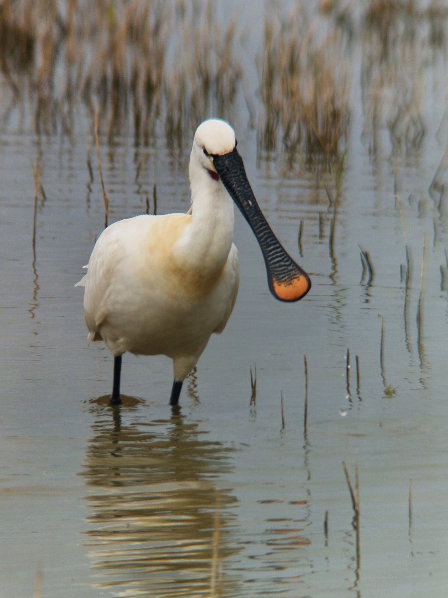 Birders of Twitter,  We're down in Poole this weekend, and I'd like to try and see some of the wintering Spoonbill.  I note from today that 15 were at Shipstal Point and 25 were a few days ago.  Is this a regular spot and my best place to try? Thanks in advance!