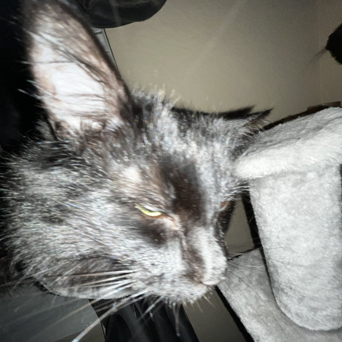 cät