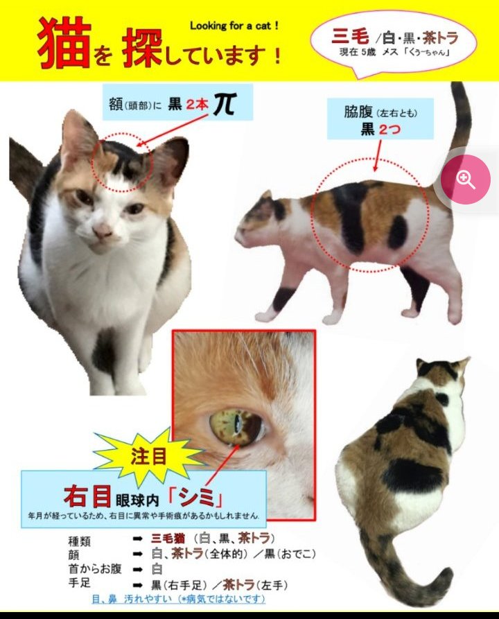 Cat_LookingFor's tweet photo. 今年も宜しくお願い致します。
今年10/1で7年、、何か情報お持ちの方、ご連絡お願い致します🙇
#神奈川県 #迷子猫 #三毛 #行方不明 #探しています #拡散希望RTお願い #ねこ好きさんと繋がりたい #ねこ #愛護 #保護 #家族 https://t.co/iAKABf0kIg