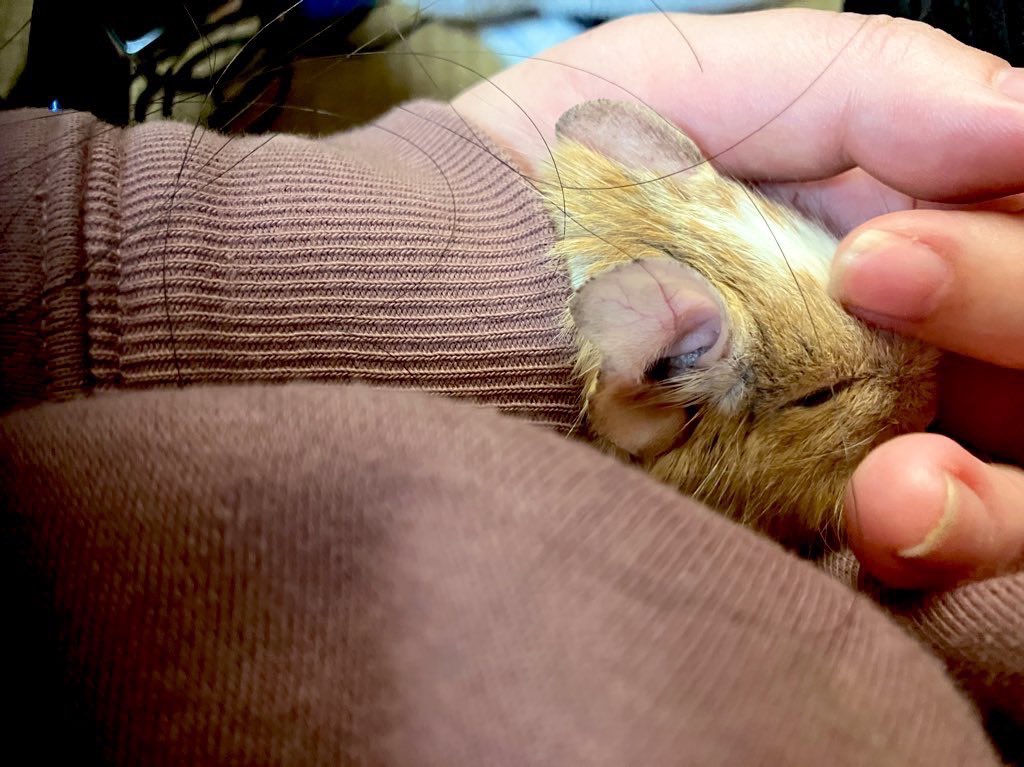 Tirol_degu's tweet photo. おはようございまネズミ https://t.co/z6zSOTcOTk