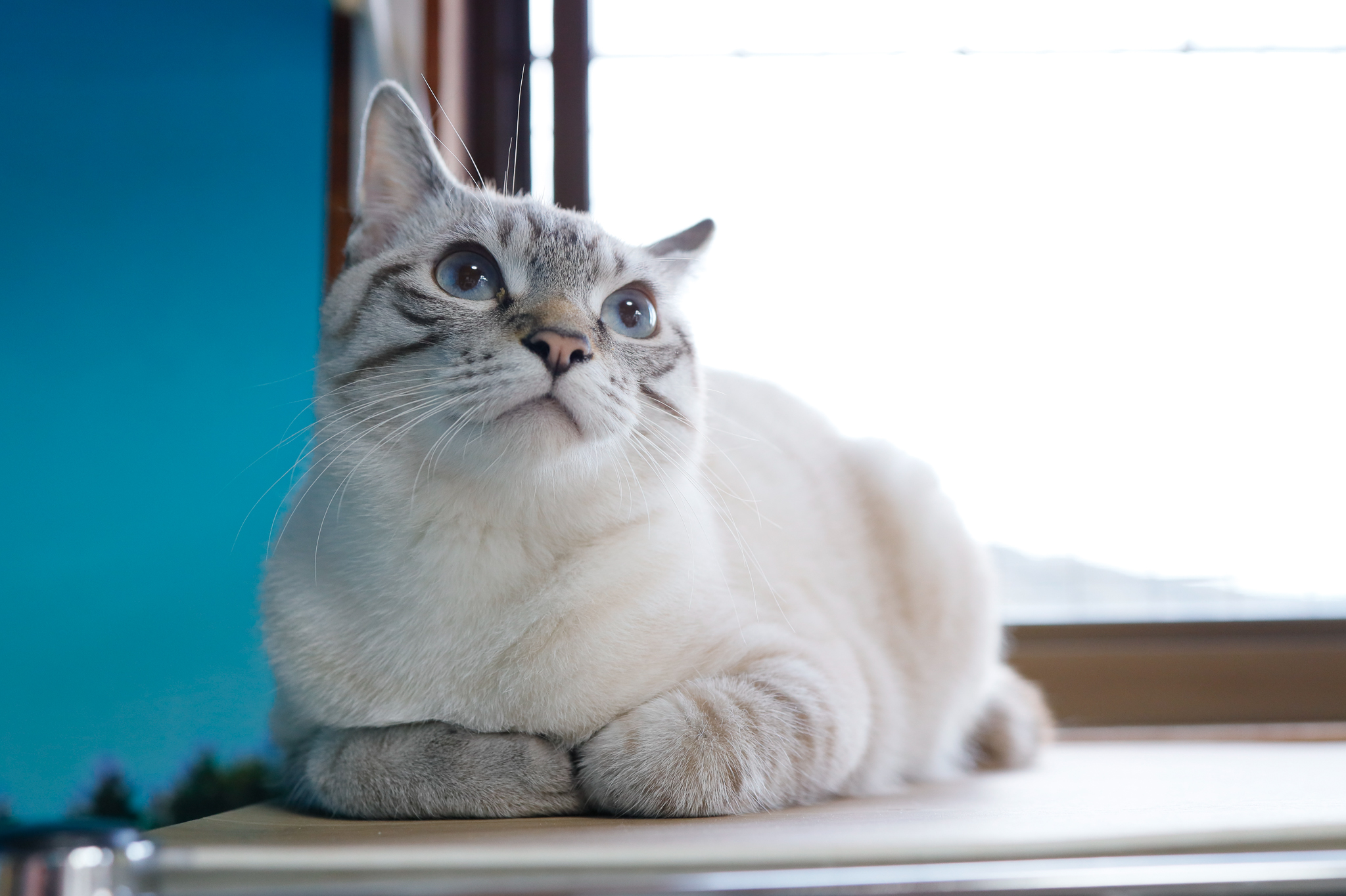 green猫の部屋様 猫3匹と緑ソファとヘリンボーンの床の部屋Room with 3 cats