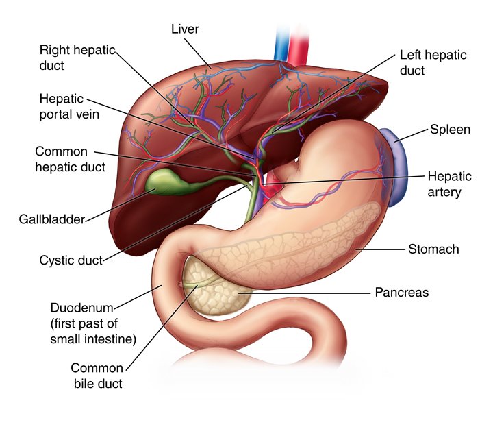 EATINGWITHNAZO's tweet image. TEN WARNING SIGNS YOUR LIVER IS IN TROUBLE ‼️‼️‼️

A THREAD 👇