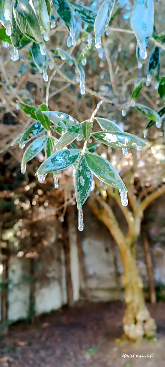 ¿Sientes ese punzante perfume de frío en el aire, el gris en los ojos y esos largos ocasos?

#heladas #Salamanca