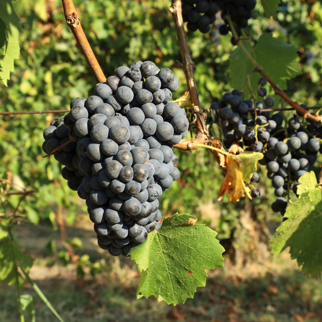 There’s nothing like a glass of warming #redwine on a chilly January evening, but have you ever tried #Lemberger? 🍷

Also known as Blaufränkisch, this hidden gem is mainly grown in Württemberg, where the mild, sunny climate allows red grape varieties to thrive 🍇