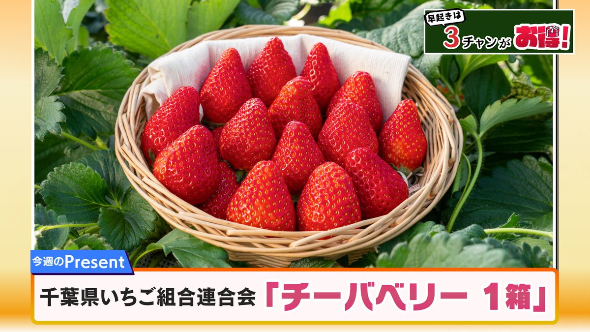 今週の早起きは３チャンがお得！✨
千葉県いちご組合連合会
「チーバベリー１箱」３名様に🎁

【応募方法】
①<a href="/morningcompass1/">モーニングこんぱす</a>をフォロー
②このポストをリポストで応募完了

締切1/24(金)

⚠️当選者にはDMでご連絡します 　
個人情報はポストしないでください
#モーニングこんぱす