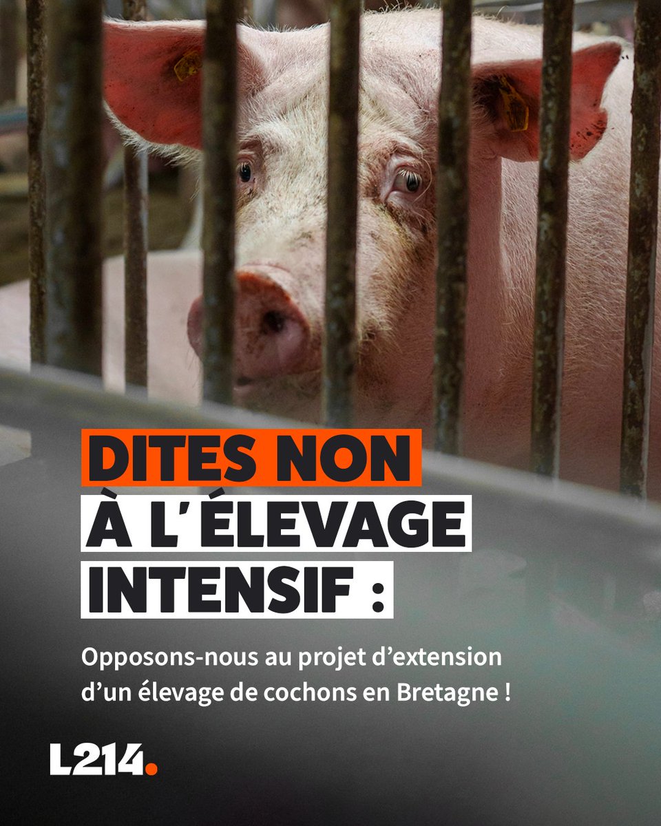 .<a href="/Prefet29/">Préfet du Finistère</a>, l’élevage intensif de cochons à Plouguerneau ne doit pas voir le jour. 

Ce projet est un scandale pour les animaux, l’environnement et la santé publique!

Signez la pétition!
👉 change.org/p/non-%C3%A0-l…