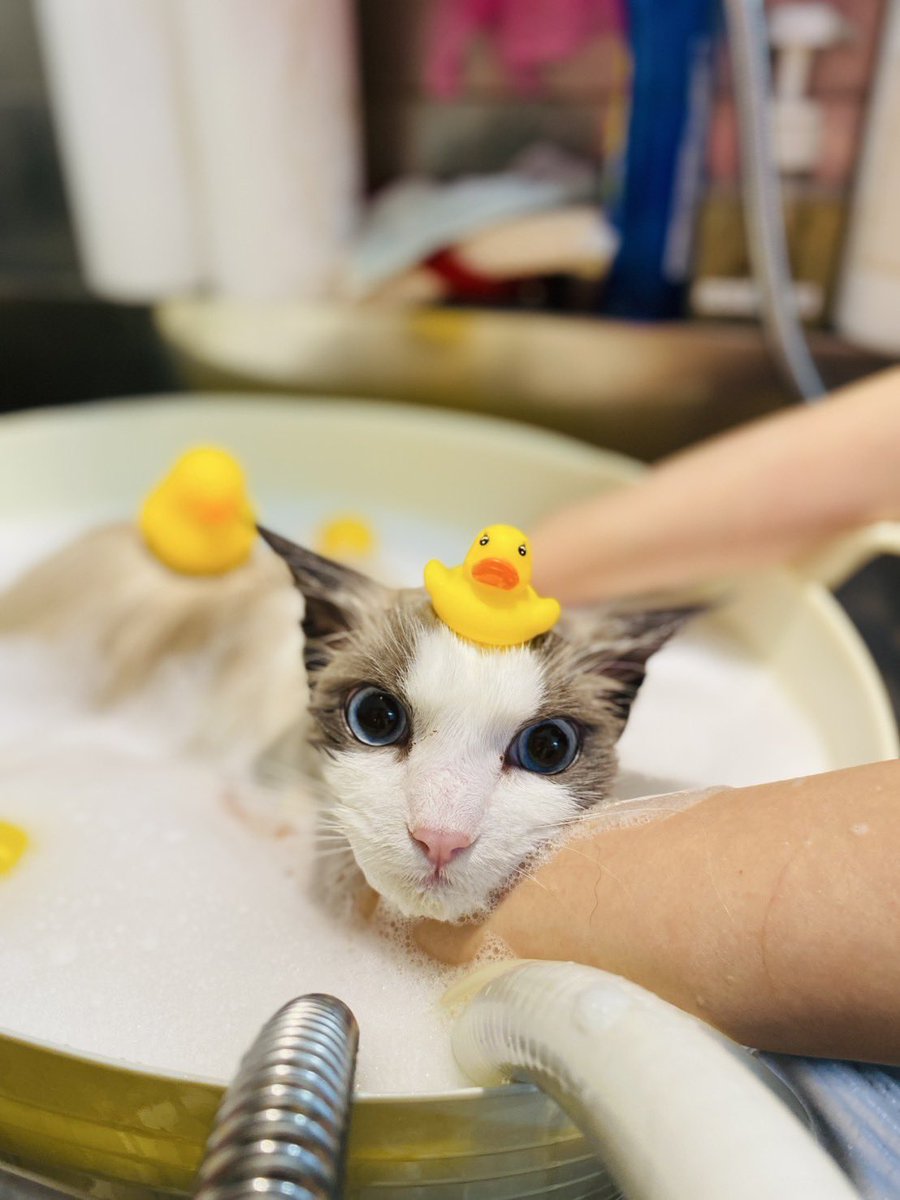 yoChiLon's tweet photo. かわいすぎるかわいすぎるかわいすぎるかわいすぎるかわいすぎるかわいすぎるかわいすぎるかわいすぎるかわいすぎるかわいすぎるかわいすぎるかわいすぎるかわいすぎるかわいすぎるかわいすぎるかわいすぎるかわいすぎるかわいすぎるかわいすぎるかわいすぎるかわいすぎるかわいすぎるかわいすぎるかわ https://t.co/B0r37GD2IQ