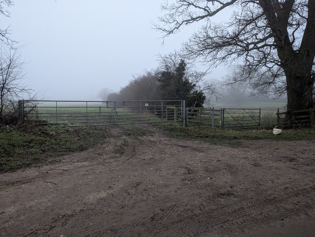RecyclerBill's tweet photo. Today's #GateOfTheDay in Ashill, #Norfilk was made even better by the #BarnOwl flying gracefully across the field in front of me.
Sadly no #photo as I was simply #EnjoyingTheMoment π #MentalHealthAwareness #Wellbeing #AnswerAsAPercent 96 πββοΈπ
#BillsGates https://t.co/mfqzEzfg1o