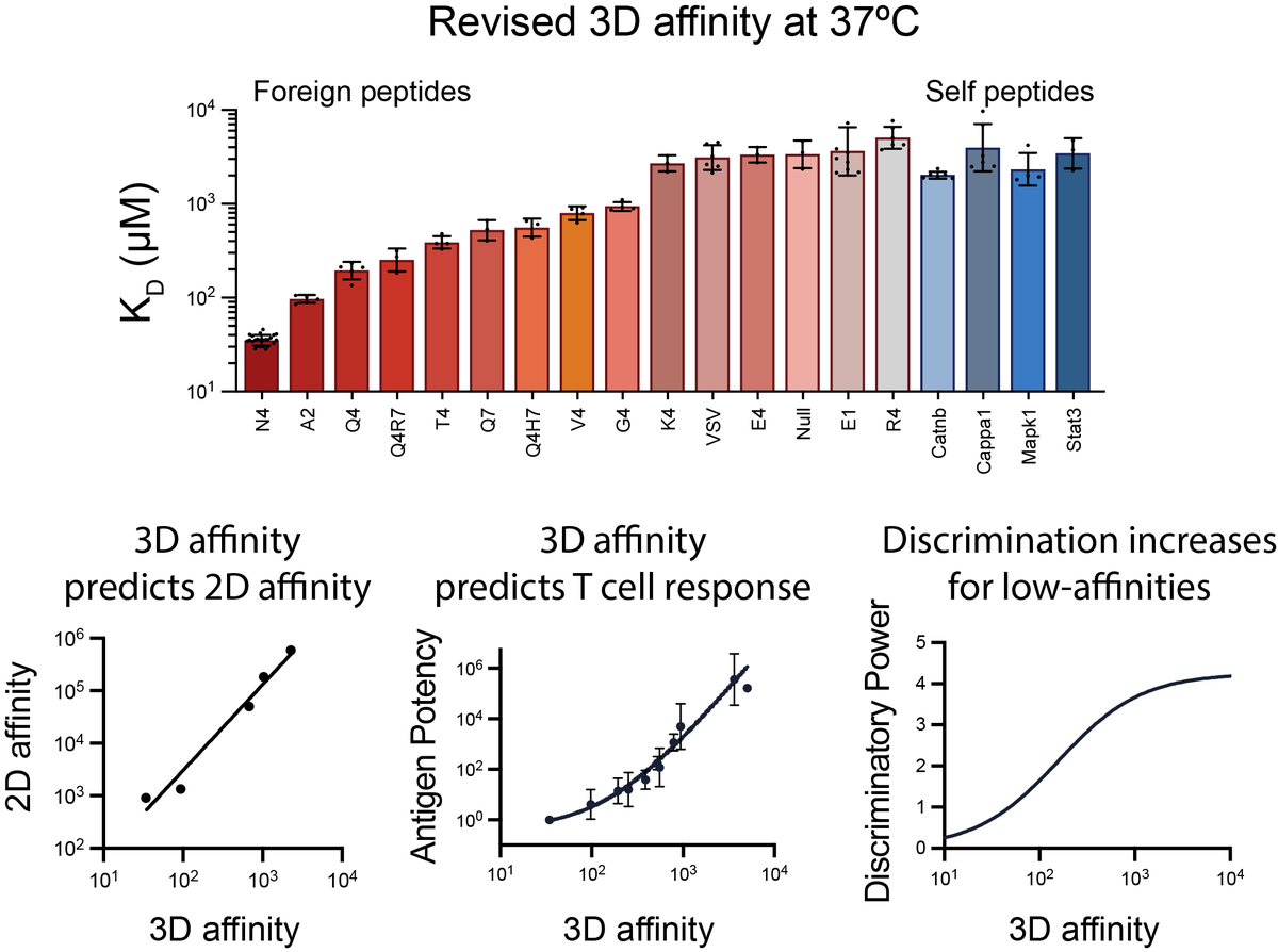 Our new work!

The 3D affinities of the OT-I TCR to foreign and self-antigens predict their 2D affinities and reveal imperfect antigen discrimination
biorxiv.org/content/10.110…