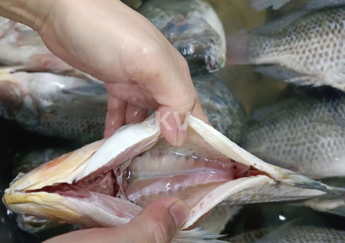 KhoiVietSeafood's tweet photo. Tilapia Gutted and Scaled (GS)
Chemical Free
Hygiene is our top priority
350-550g, 550-750g, 750g up per piece

#chemicalfreetilapia #tilapiags #tilapiavietnam #khoivietseafood #JL #frozenseafoodexporter #frozenseafoodsupplier #recommendedsupplier #fdaapproved https://t.co/2qswS2AolN