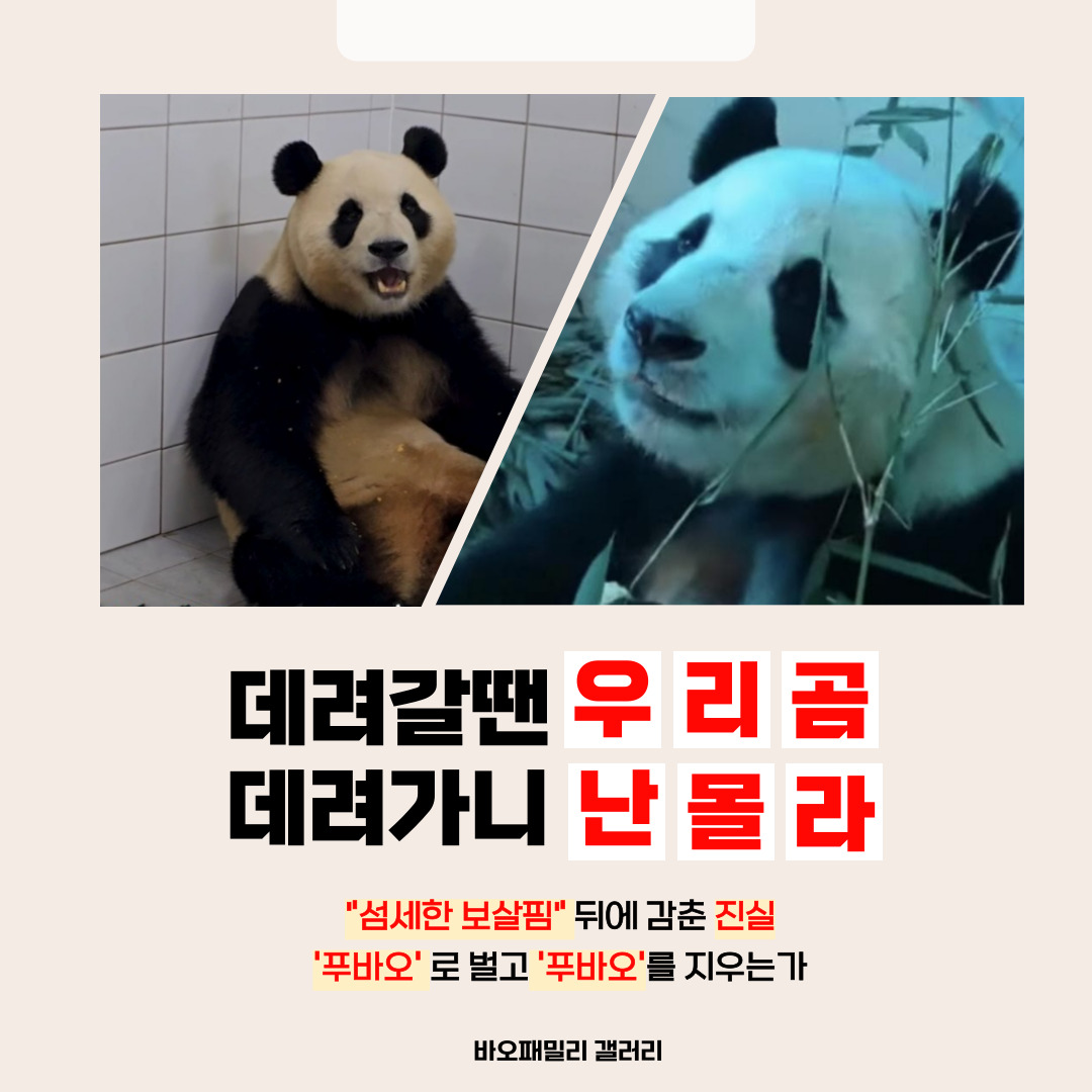 hi_furuhu's tweet photo. 데려갈땐 우리곰, 데려가니 난 몰라
푸바오 지우기하는 선수핑🤬
1. 건강상태 공개 및 추후 치료방안 발표
2. 푸바오 재공개 시점 발표 및 신속한 공개
3. 담당 사육사 쉬샹의 신속한 교체
출처: https://t.co/xpLfSWHhHf
​#푸바오 #FUBAO #福宝 #푸바오건강 #Fubaohealth #Shenshuping @AmbDaiBing https://t.co/wXLDPmI609
