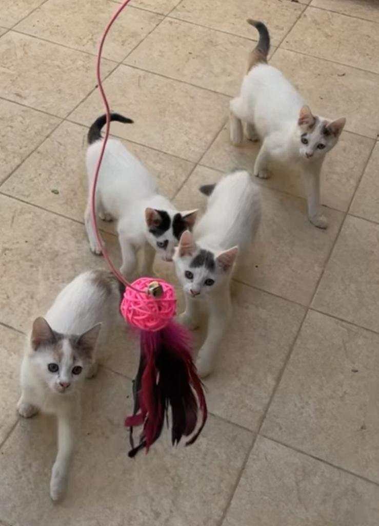 إعلان تبني: ٤ كتنز اثنين اناث واثنين ذكور للتبني بالرياض العمر ٣ شهور ونص اليفين اتمنى الاقي شخص يخاف الله فيهم ، خوافين بالبدايه يحتاجون وقت يتاقلمون
0535222878