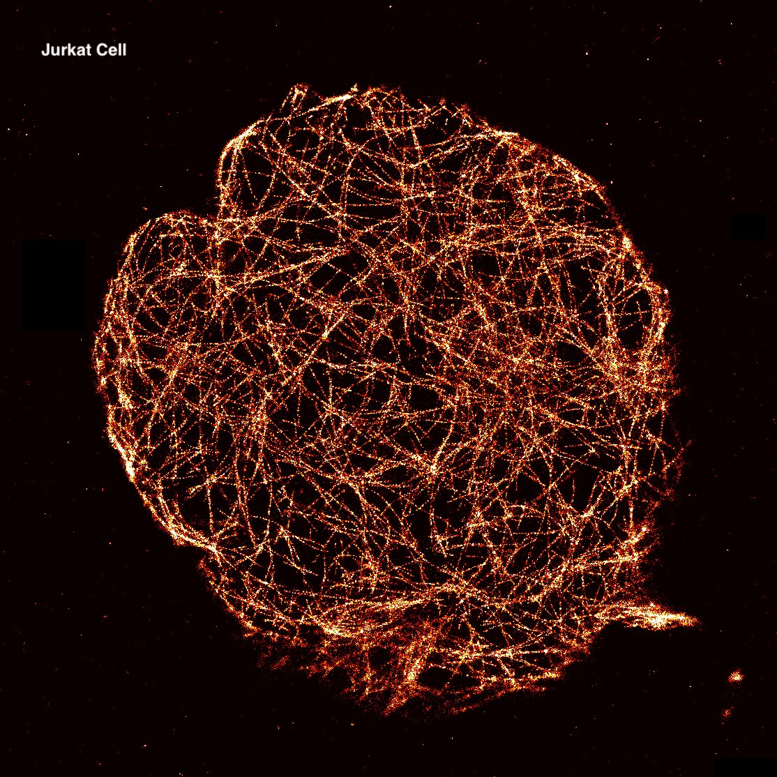 massphoton's tweet photo. 💫Actin imaging with a direct binder💫
Our brand new MASSIVE-Actin Labeling Kit enables super-resolution imaging of filamentous actin across cell types! It works via a small peptide coupled to Cy3B that transiently binds actin to create single-molecule blinking. No DNA needed.

#SMLM #cytoskeleton #actin #microscopy