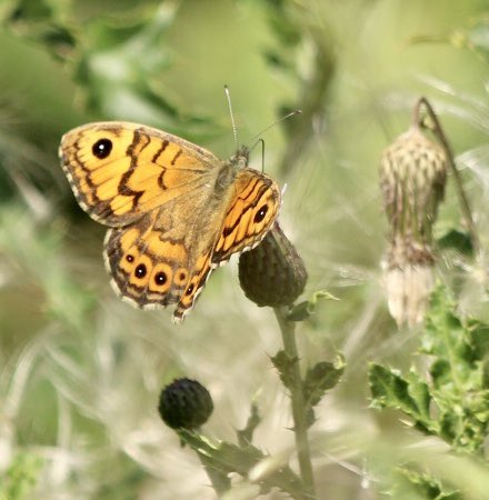 #Vlindermaand Dag 16 <a href="/ErikDePay/">Erik 🦋</a> 

#argusvlinder 
Veel gezien op 2 plekken in de Alblasserwaard. Was een goed jaar voor de Argusvlinder.