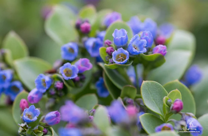 The rare and localised Oysterplant by @hughharrop