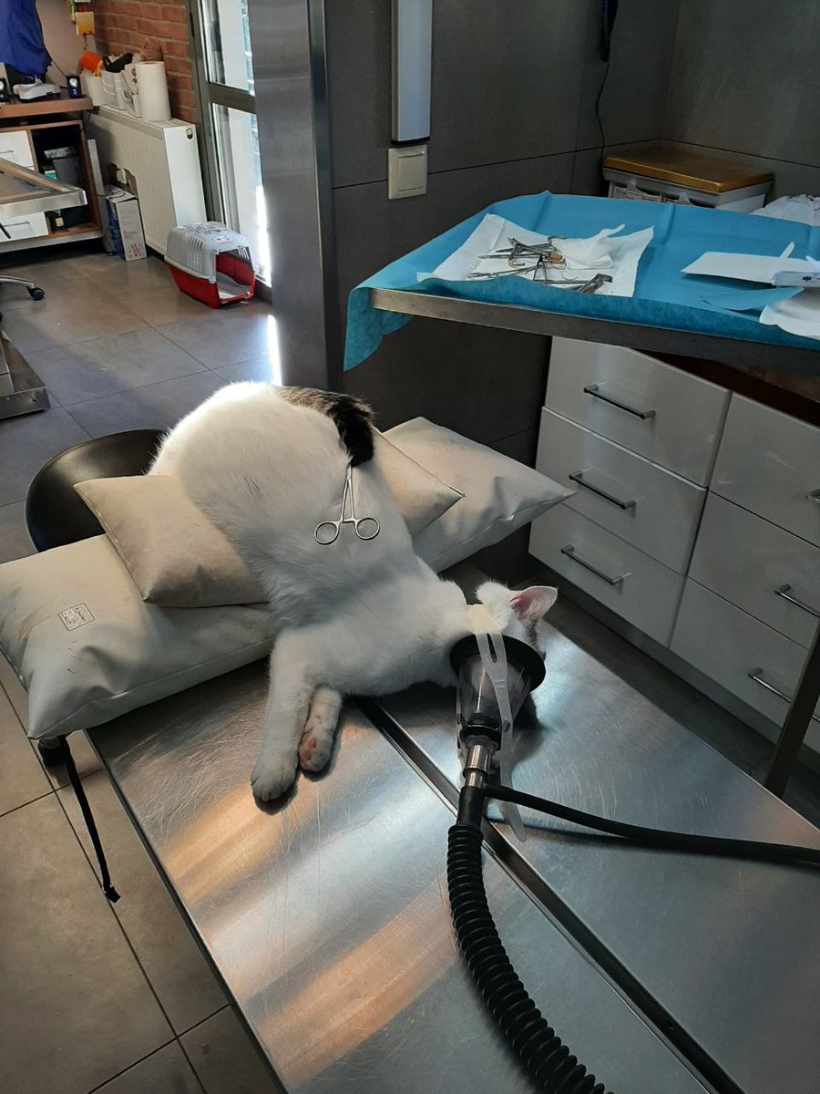 Für die angeschossene Katze 🐱 fehlen nur noch 280 Eutin OP Kosten. Wer noch helfen möchte Paypal Account zaubermaus57@gmail.com Rt wäre nett Dankeschön 😺 💝