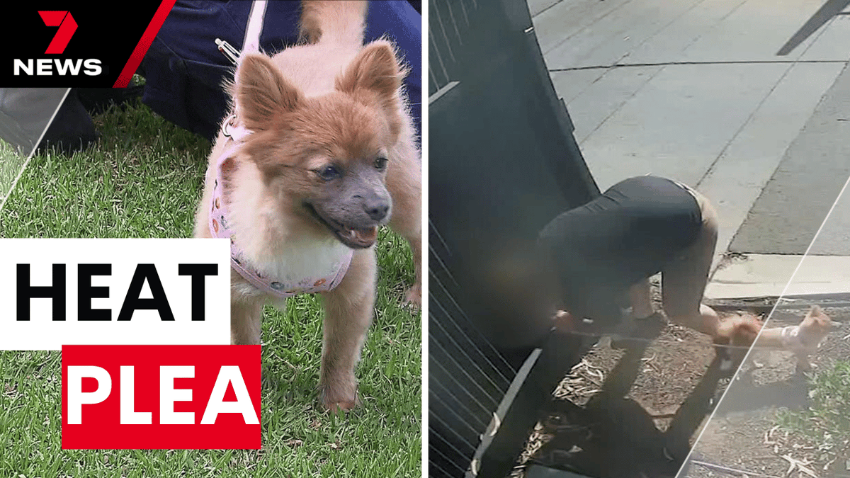 7NEWS Adelaide (@7newsadelaide) on Twitter photo EXCLUSIVE: The Animal Welfare League has issued an urgent plea after a dog was surrendered by being left tied to a fence on a hot day. It has released the heartbreaking CCTV to discourage others from what has become a worrying trend. youtu.be/5Xd3QKQZL_k <a href="/AKunowski/">Ashlea Kunowski</a> #7NEWS EXCLUSIVE: The Animal Welfare League has issued an urgent plea after a dog was surrendered by being left tied to a fence on a hot day. It has released the heartbreaking CCTV to discourage others from what has become a worrying trend. youtu.be/5Xd3QKQZL_k <a href="/AKunowski/">Ashlea Kunowski</a> #7NEWS