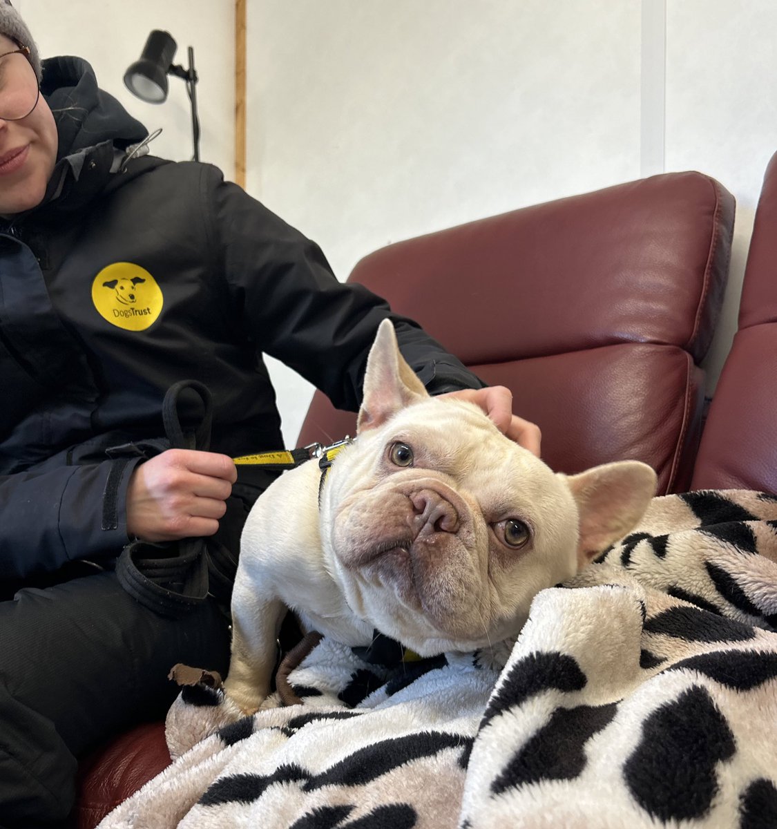 Say hello to Fidget! He is a fun loving, goofy, and affectionate 3 year old French Bulldog currently on the search for his #ForeverHome 🤞🏡 You can learn all about him by visiting his adoption profile!

dogstrust.org.uk/rehoming/dogs/…

<a href="/DogsTrust/">Dogs Trust 💛🐶</a> #ADogIsForLife