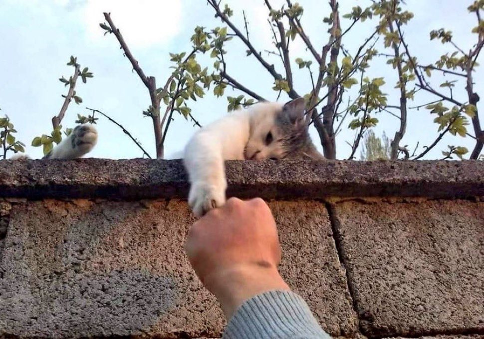 If an animal comes to you looking for food, don't ignore it. It came to you only to remove a few of your sins. 🥹🫰🏻