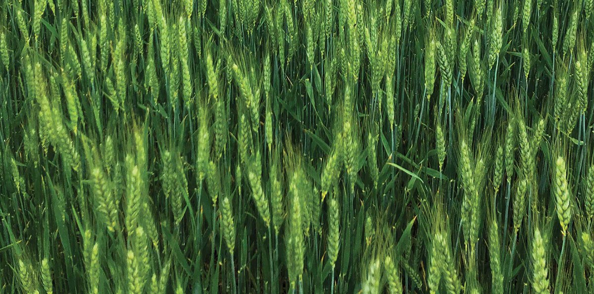 [#conference] Pour comprendre et mieux se #nourrir, découvrez l’apport des recherches en toxicologie alimentaire 🍽️
🗣️Par <a href="/gladys_mirey/">Gladys Mirey</a> chercheuse @Inrae_Tlse au laboratoire #Toxalim

📅06/02 à 12h30
📍Auditorium Marthe Condat - Université de Toulouse
🆓url.inrae.fr/42fJCSE