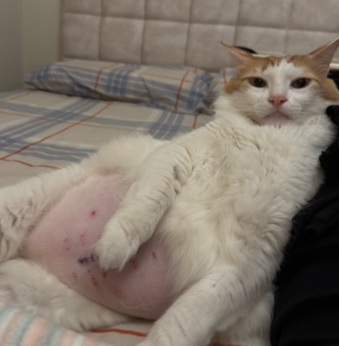 Crop kürk giydim fazla çekicu olmuşum