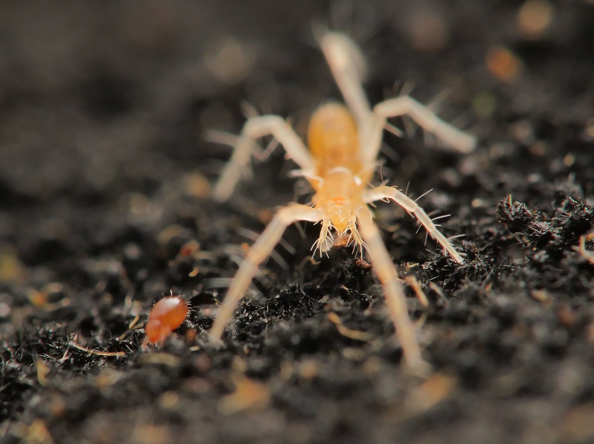 ぺんどら tweet media