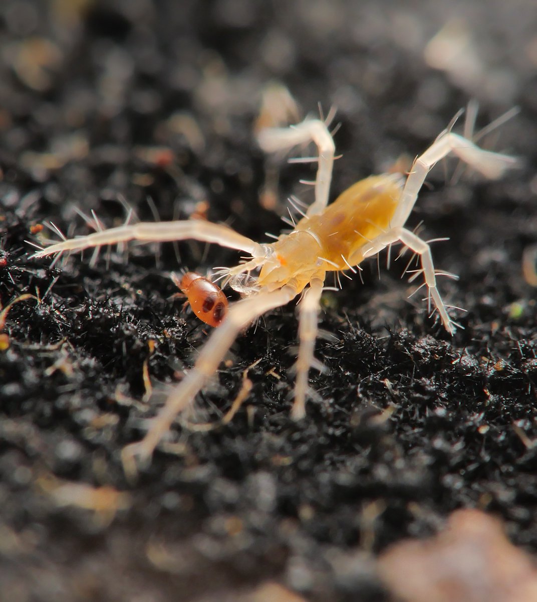 ぺんどら tweet media