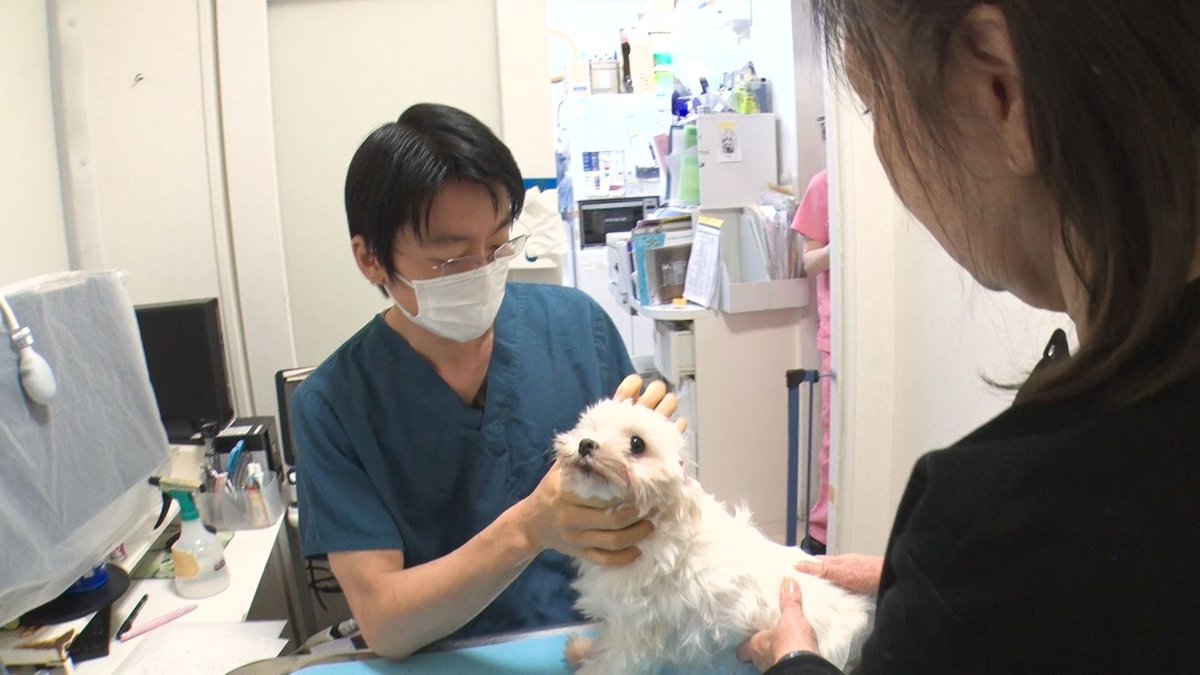 nekoinuwideshow's tweet photo. 自身が殺処分寸前のいぬを飼っていたことで、
保護活動を続けてきた獣医師。
その活動の一環で、保護ネコ・保護犬も安価で治療を受けられるのだとか。
全てのネコいぬに平等な医療をと願う獣医師の活動に密着しました。

１/１７（金）よる１０時です！

＃ネコいぬワイドショー https://t.co/wkIwcmVQgn