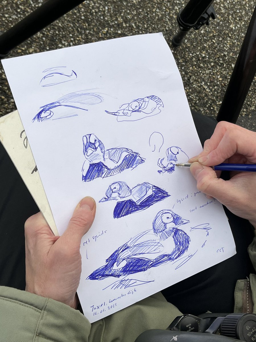 darrel_bryant's tweet image. Spectacled Eider showing well this morning at Texel Netherlands 🇳🇱 sketches and picture courtesy of a Danish 🇩🇰 birder