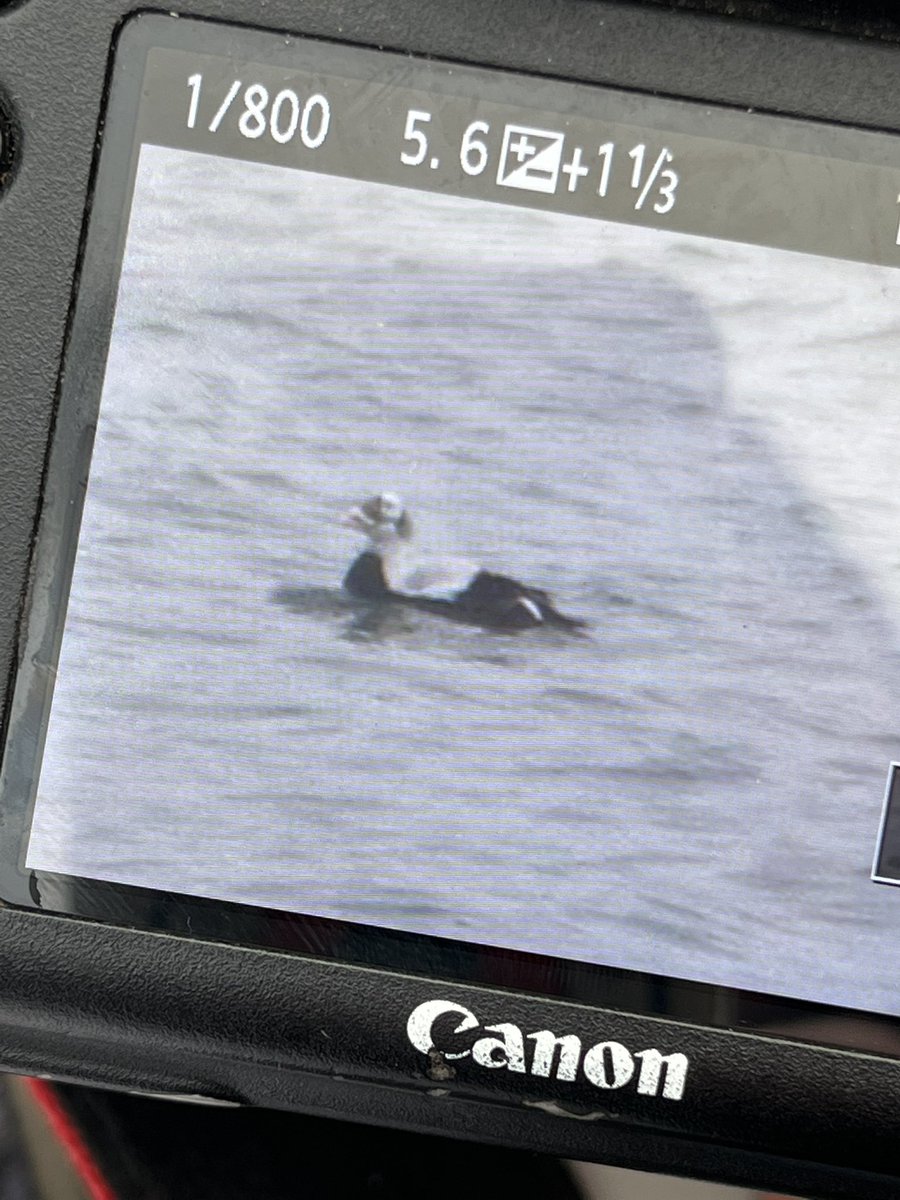 darrel_bryant's tweet image. Spectacled Eider showing well this morning at Texel Netherlands 🇳🇱 sketches and picture courtesy of a Danish 🇩🇰 birder