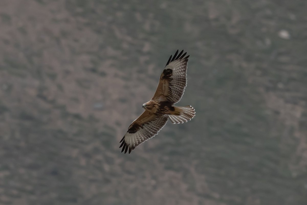 aydinkmurat's tweet photo. #kızılşahin #longleggedbuzzard #buteorufinus https://t.co/Imx60AiGXV