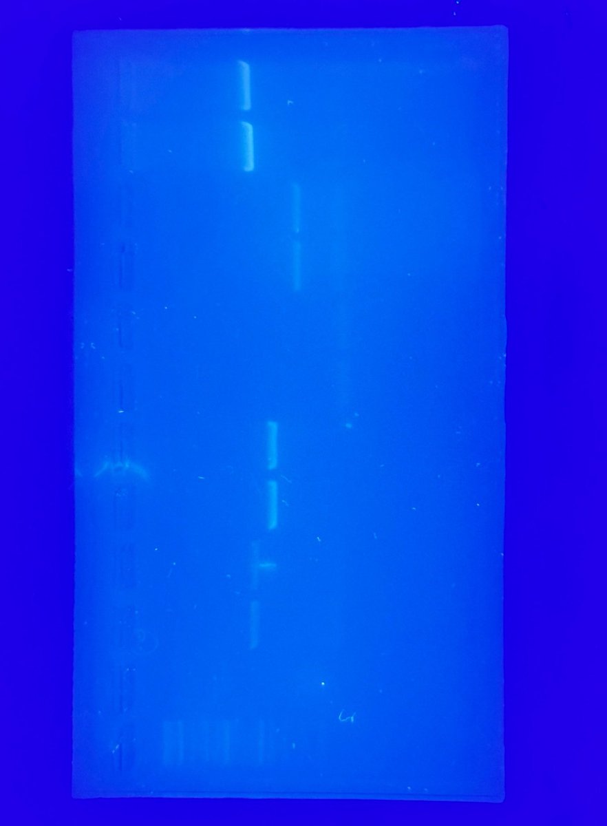 Atelier scientifique Imagine :
📝Préparer un gel d’electrophorese, y déposer des échantillons d’ADN pour pouvoir comparer des fragments d’ADN
✖️➗Calculer des dilutions, mesurer, prélever, déposer….
🧬 visualiser des fragments d’ADN sous lampe UV