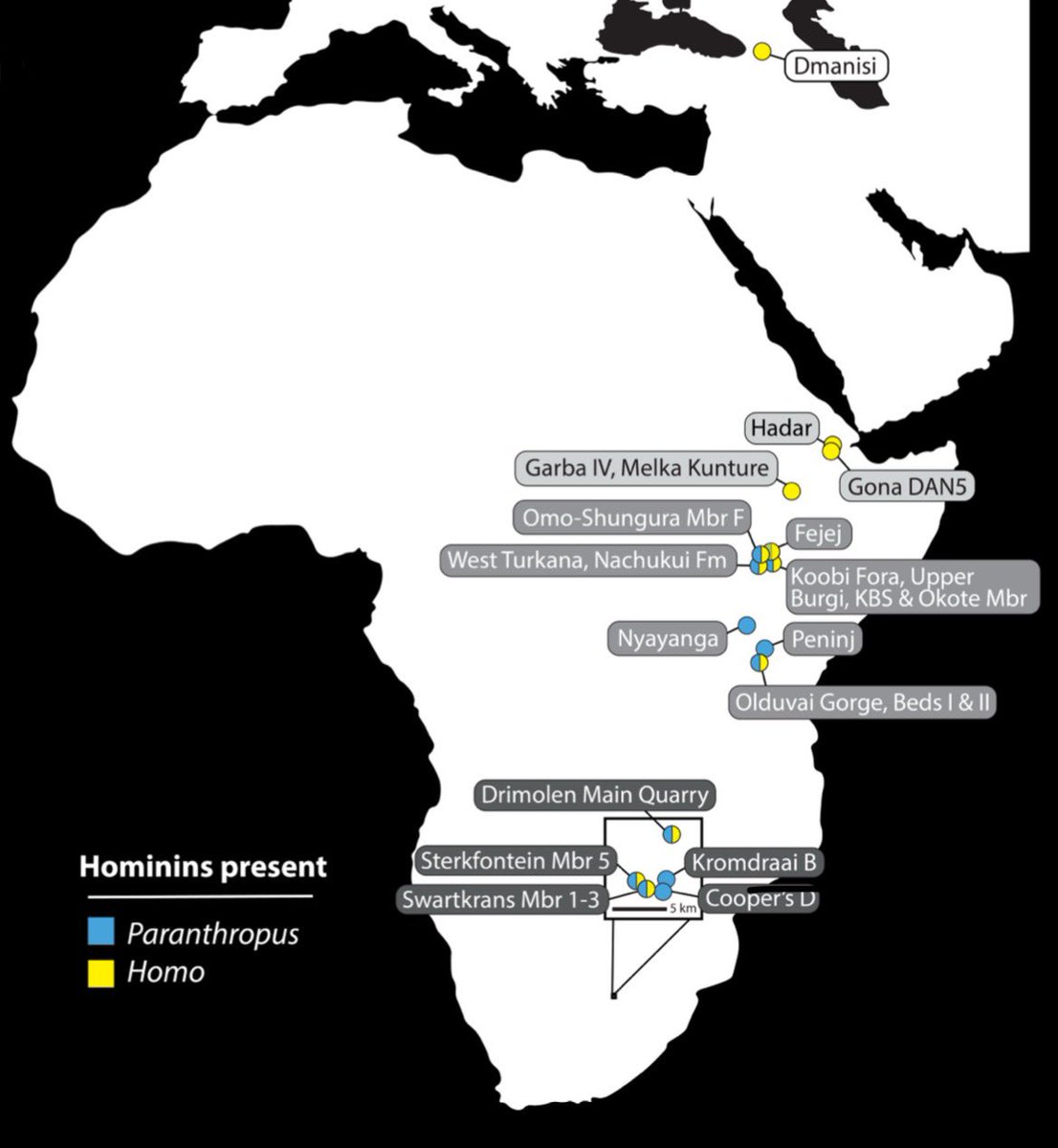 🚨New paper reviewing the early archaeological record &amp; potential tool users

✅ My conclusion: tool technology is yet another adaptive milestone in human evolution that emerged over time across multiple taxa rather than as a species-specific breakthrough
shorturl.at/c3LrR