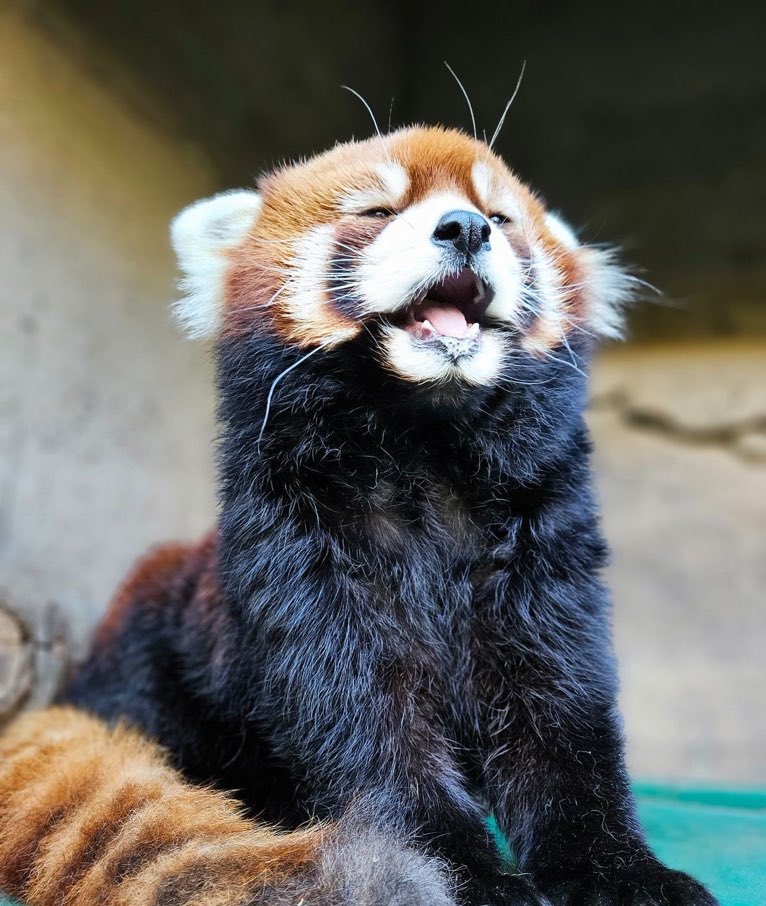yeonjun as red pandas tweet media