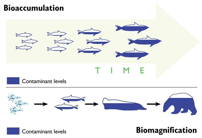 Buat yang bingung, ini namanya bioaccumulation atau berapa banyak kandungan kimia tertentu bisa terakumulasi di makhluk hidup di lingkungan tertentu.

Ada faktor lain juga namanya biomagnification.

Kira2 penjelasan singkatnya spt gambar di bawah ini.
