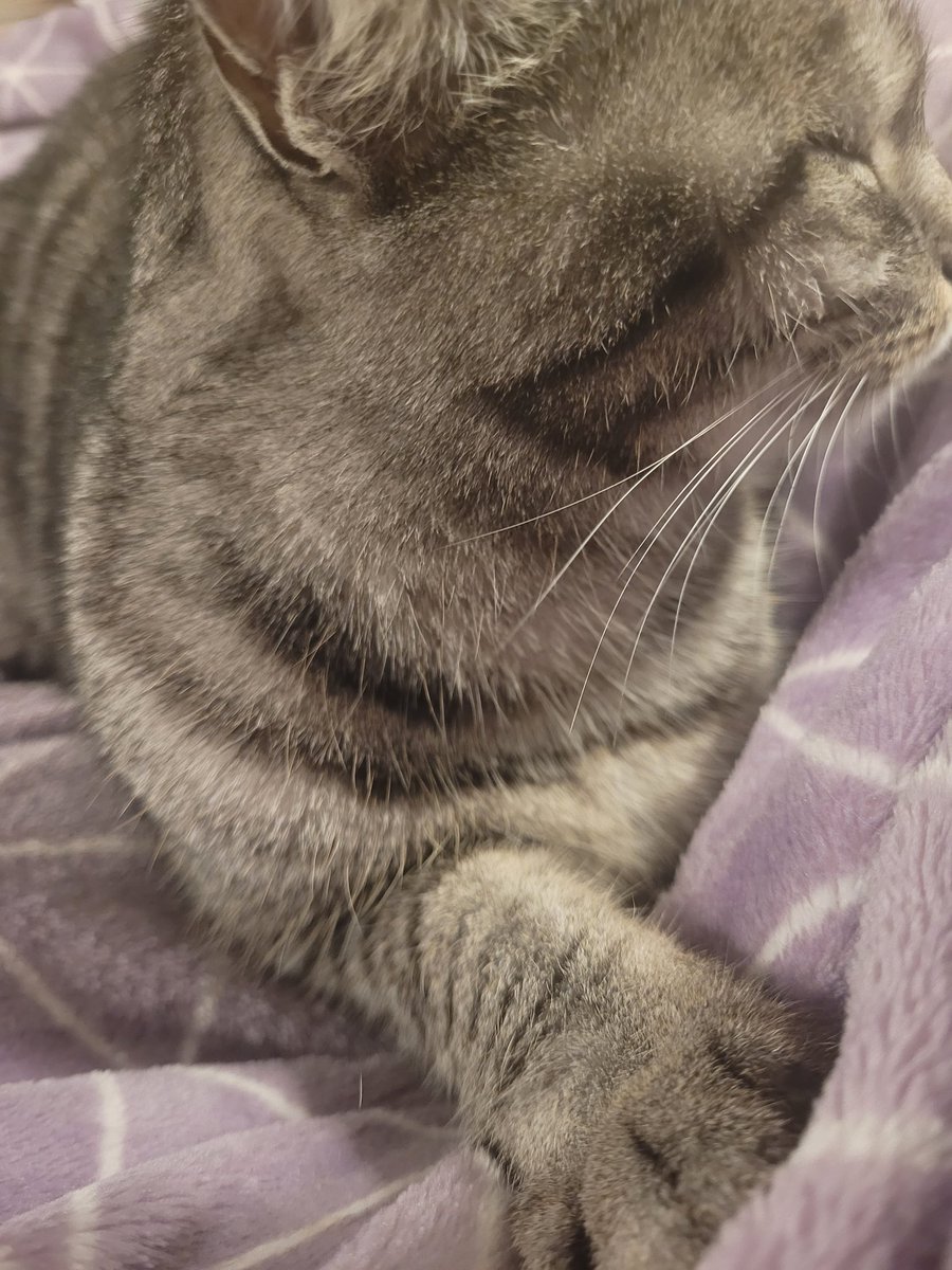 Meow pals how are mew? Our Mami left us alone 10 hours! 🙀 She called it work! You can work from home, Mami, don't tell lies! 😾 Nevertheless, I have now a paw on mew... Frieda 🐾🐾 #FTeam #Hedgewatch without staff