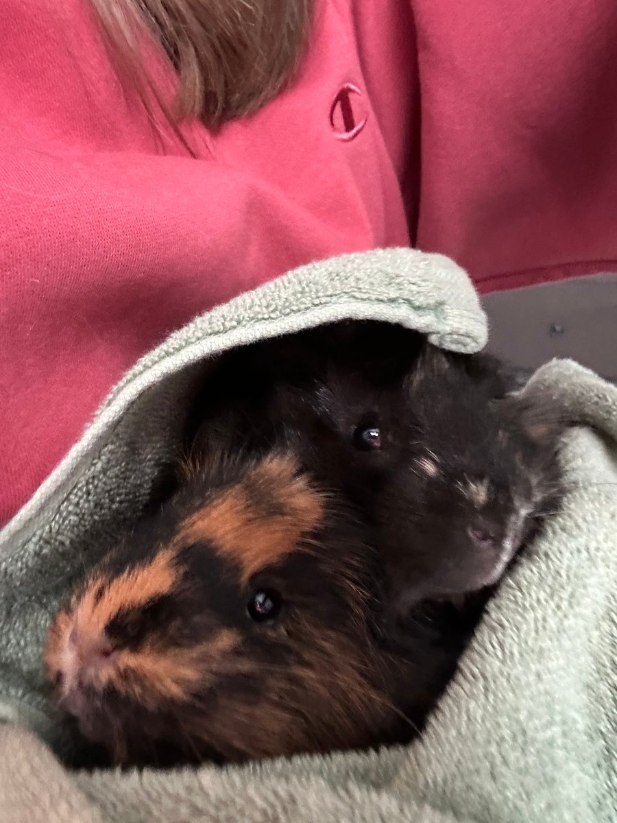abby_329's tweet photo. Fun Fact: I have two guinea pigs! I have had them for about a month and they are just the cutest! Their names are Lizzy (the striped one) and Lola (the one with cowlicks) and they are the best of friends !! 
#CMN3980 #EIUSpring2025 #PantherPR https://t.co/hmSzYQfCE4