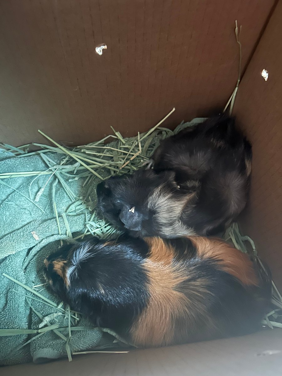 abby_329's tweet photo. Fun Fact: I have two guinea pigs! I have had them for about a month and they are just the cutest! Their names are Lizzy (the striped one) and Lola (the one with cowlicks) and they are the best of friends !! 
#CMN3980 #EIUSpring2025 #PantherPR https://t.co/hmSzYQfCE4