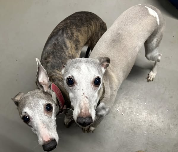 AdoptionsUk's tweet photo. Please retweet to help 3 Whippets find a FOREVER OR FOSTER  home together #BOURNEMOUTH #DORSET #UK  Sadly their owner has passed away 💔
These 3 wee Whippets aged, 14, 10 and 8 years are recently bereft of their owner and in urgent need of either a permanent adoptive or long term Foster home where they can remain as a threesome! Whilst the the eldest has health issues, the lady and younger gentleman appear to be in fine fettle.  (Full health check etc due to be carried out later this week)    
The Bournemouth 3 are used to a very quiet adult only home.   
Applicants are therefore restricted to those who are retired in a pet free home ideally located in the Counties in South West or South East England.
 If you can offer the Bournemouth 3 a home, then please send an email to the address below that should include your full name/s, address, telephone number/s and we will contact you. Contact👇trustees@whippetrescueuk.org https://t.co/8hvXiuDbOs https://t.co/xHcScRwmNi 
☎️ 07789 260207

#dogsofX #Whippet #Whippets #England #Wales #adoptdontshop #Rescuedogs #animals #pets @thismorning @BBCNews @NickDixonITV @susannareid100 @APDAWG1 @marcthevet @DannyVet @DefraGovUK @JaneFallon @liamgallagher @rickygervais @andreajenkyns @RosieDuffield1

3 Whippets are needing a home, only 2 shown here.