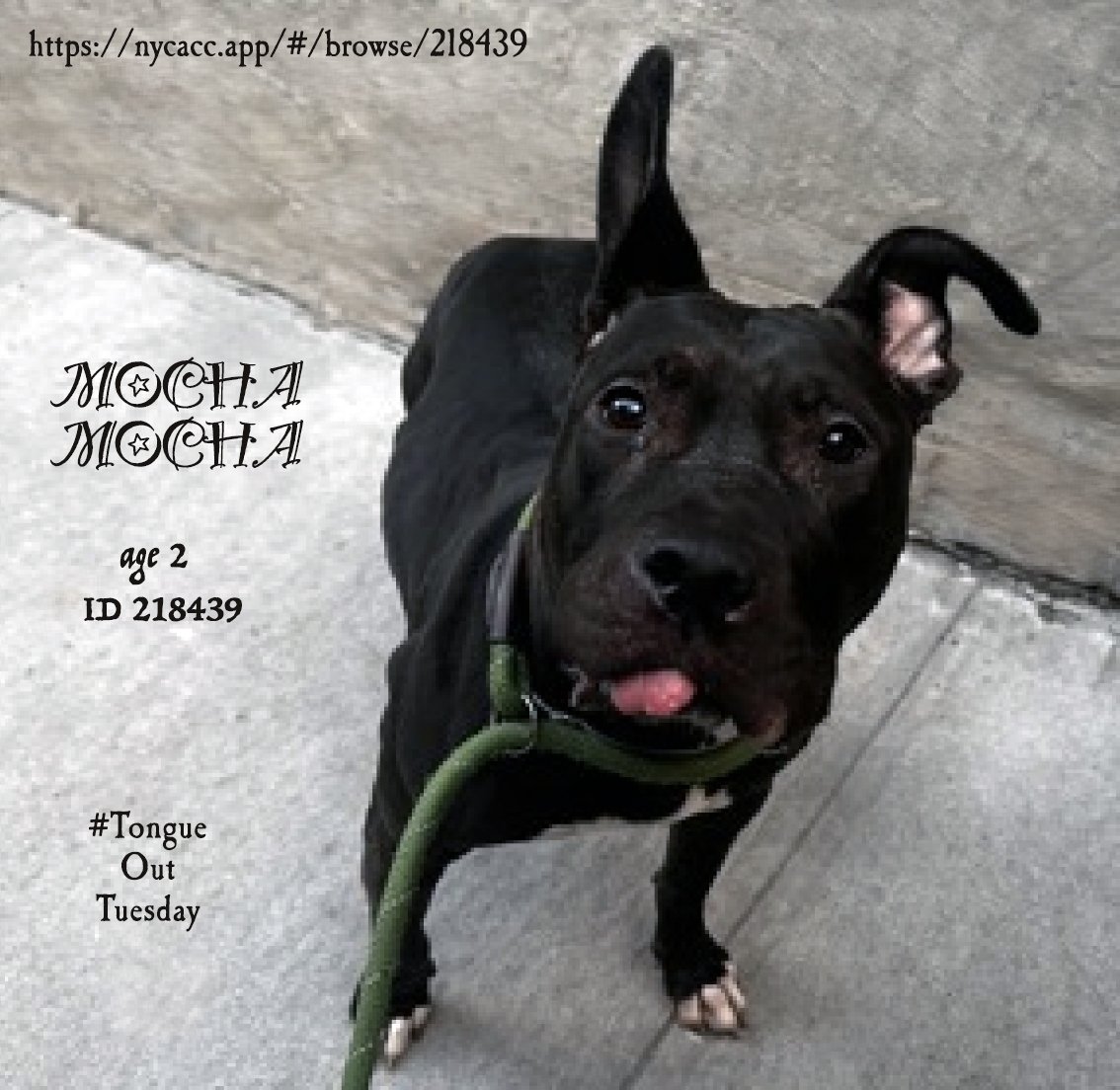 MyBoxerLuvMac1's tweet photo. 💔Mocha Mocha💔
#NYCACC #218439 2y
▪️KILL COMMAND ❗️
Precious sweetie's💔,
set 2 die!
Given to friend, later surr over misunderstanding- new owner was sick/vomiting & being comforted, Mocha thought was hurting owner so she bit/released.
Gr5 behavior, knows cues, cuddly.
Friendly w/ kids & dogs.
Deserves loving, N.East #Foster, 2 decompress + blossom, not death.
DM @notthesameone2
Pls #Pledge4Rescue
💞MM