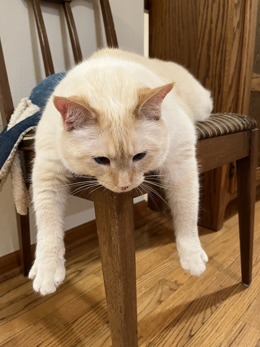 RoyalPeachCat's tweet photo. Just haaanging out and pondering life https://t.co/c8lh1t6bmA