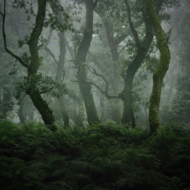 elemmiressoul's tweet photo. magical forest. https://t.co/rQ18JID1xM